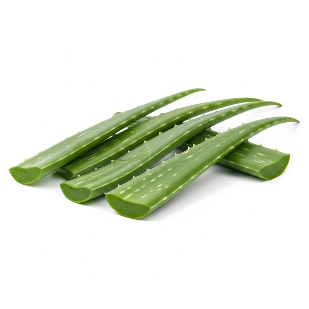 Sabila Penca Fresca Lb