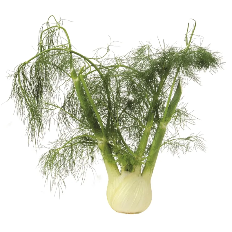 Fennel Clamshells (Hinojo Importado)